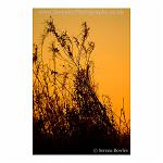 Silhouetted grasses against the orange glow of the evening sky
